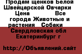 Продам щенков Белой Швейцарской Овчарки  › Цена ­ 20 000 - Все города Животные и растения » Собаки   . Свердловская обл.,Екатеринбург г.
